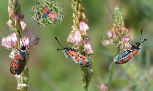 Réf. 302 190 : Zygaena rhadamanthus